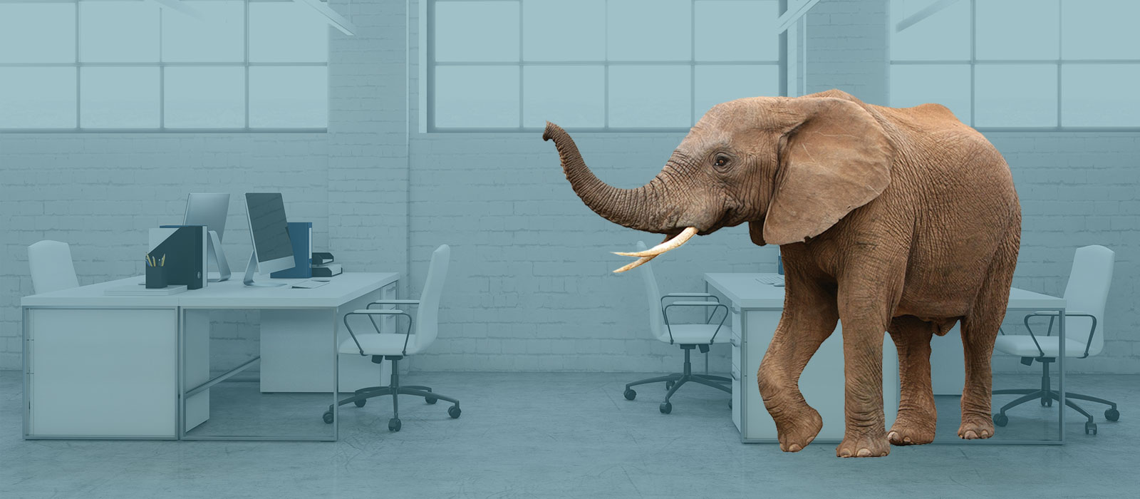 Elephant standing in a modern office with white desks and chairs, large paned windows and brick walls