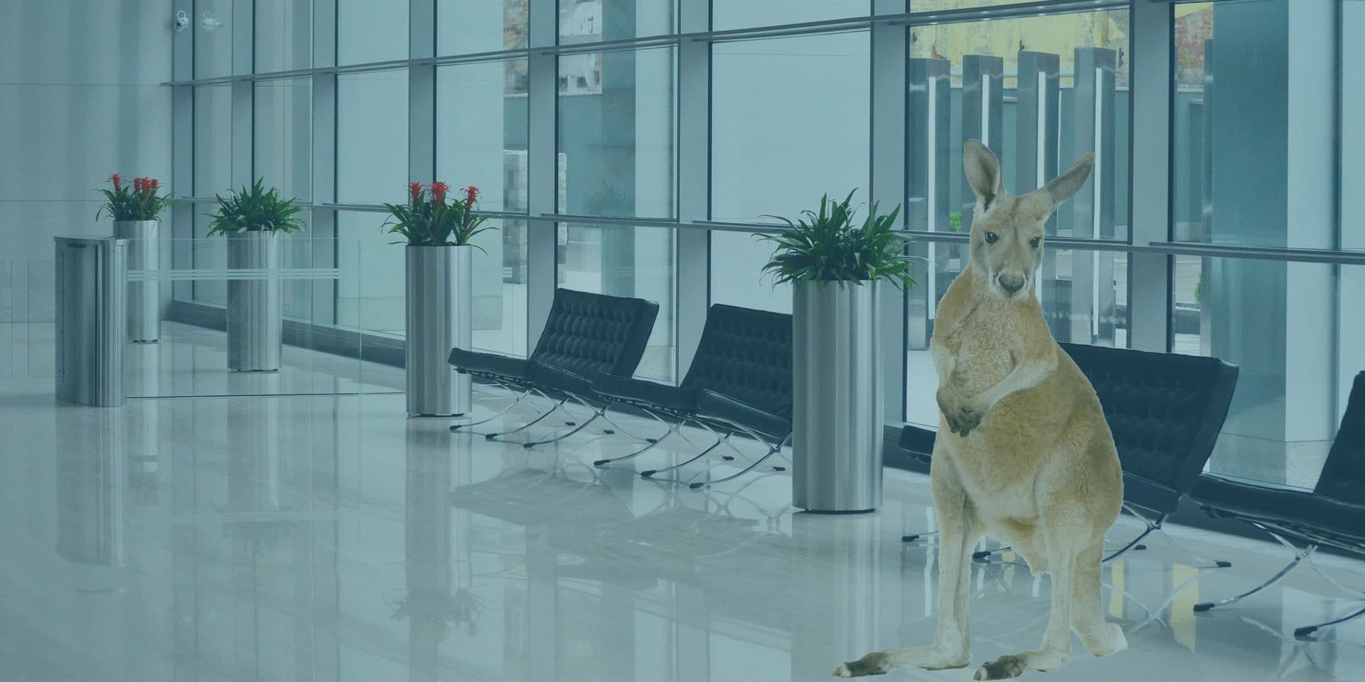 Kangaroo standing in a modern office building lobby with chairs and plants in silver cylindrical planters
