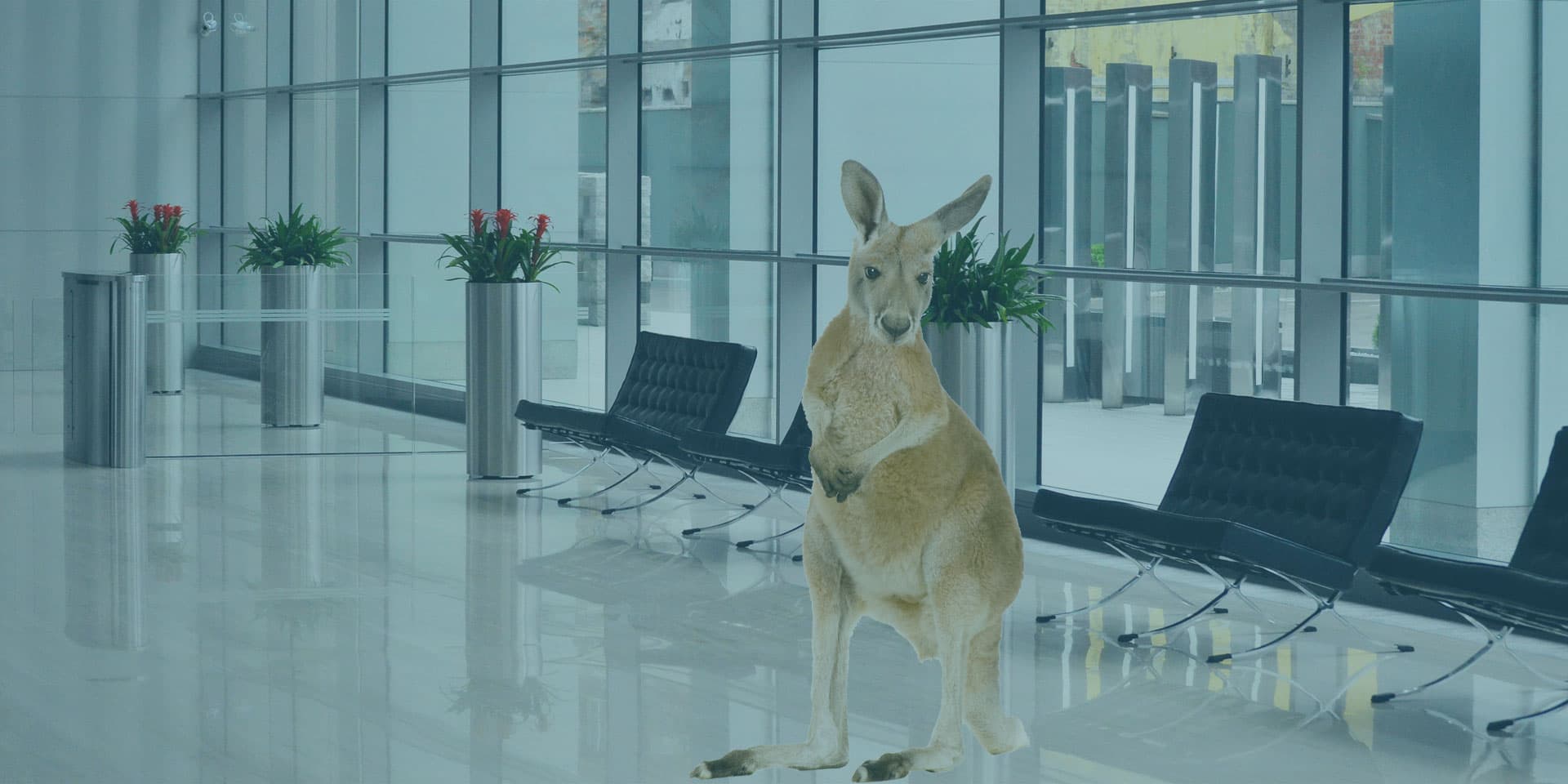 Kangaroo standing in a modern office building lobby with chairs and plants in silver cylindrical planters
